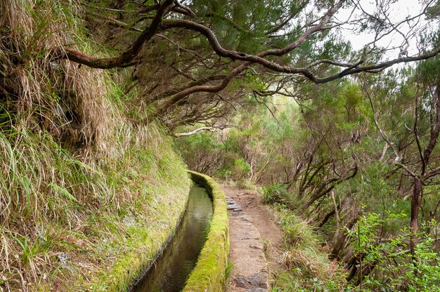 An ancient levada goes through the lush tropical vegetation of Madeira Island