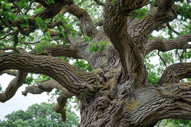 Ancient Oak Tree With Sprawling Textured Bark