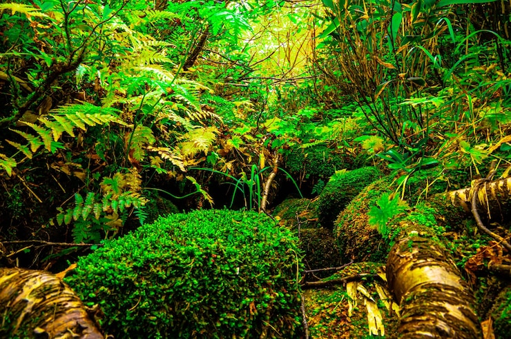 Photo 古代の原生林