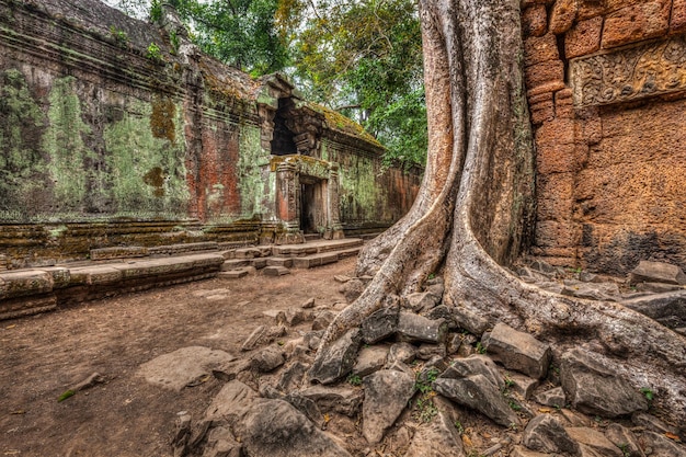 古代遺跡と木の根 タ・プローム寺院 アンコール カンボジア