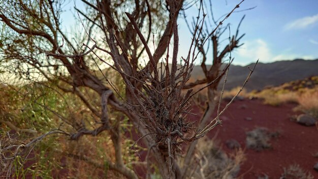 고대 사크사울 덤불 이 협곡 중간 에 자란다