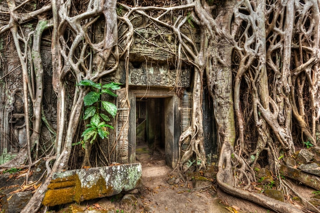 Ancient stone door and tree roots, Ta Prohm temple, Angkor