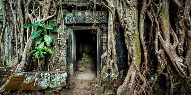 Foto antica porta in pietra e radici d'albero, tempio ta prohm