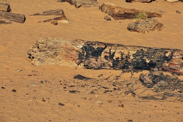 Antichi alberi nel deserto del sahara, sudan