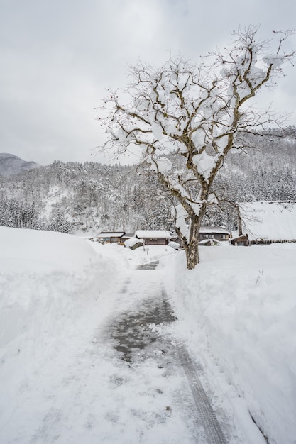 An ancient village in Shirakawago in Japan 