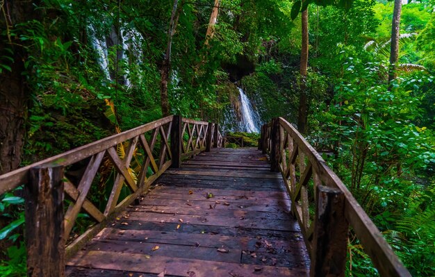 An ancient wooden bridge that stretches into the forest to serve as a nature trail