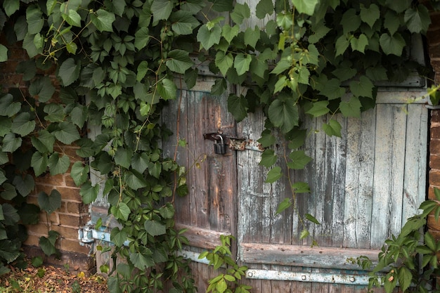 写真 レンガの壁にある古代の木製の門ツタの下に隠された古いドア
