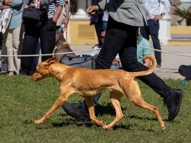 Andalusian hound of medium size running next to its owner