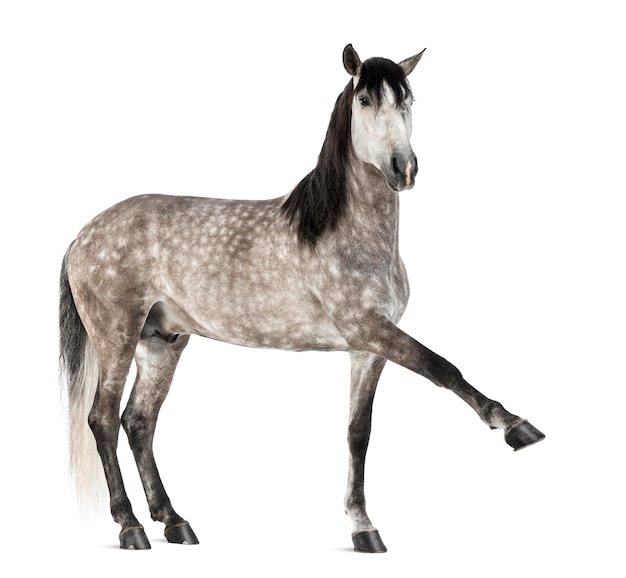 Andalusian raising front leg 7 years old also known as the Pure Spanish Horse or PRE against white background