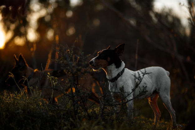 Andalusian wine-cellar rat-hunting dog dog silhouette with\
golden light of sunset