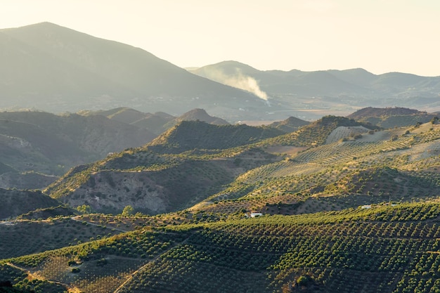 Andalusische velden vol olijfbomen op de helling van de bergen van Grazalema Cadiz Spanje