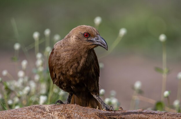 Foto andaman coucal close-up schot dier portret
