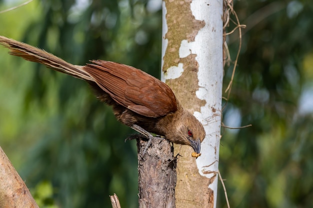 Andaman coucal close up shot animal portrait