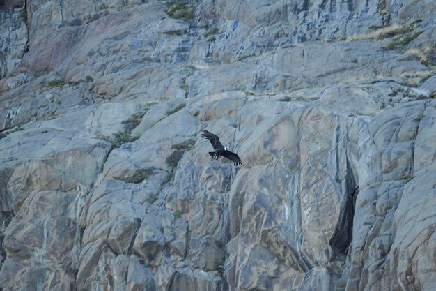 The andean condor is a species of bird in the cathartidae family