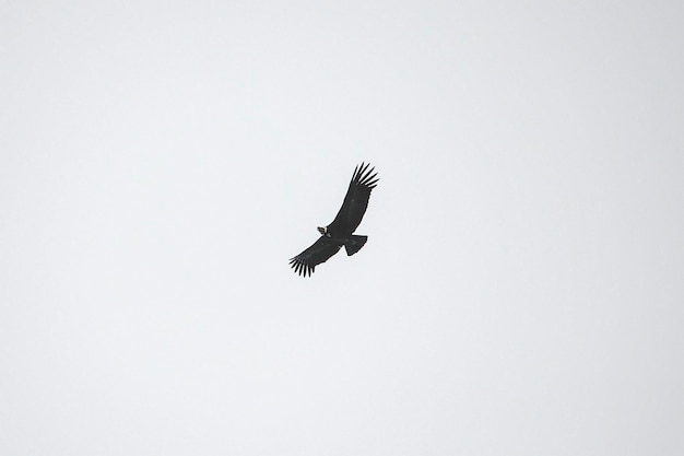 The andean condor is a species of bird in the cathartidae family