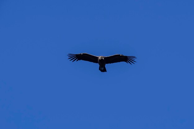 Photo andean condor torres del paine national park patagonia chile