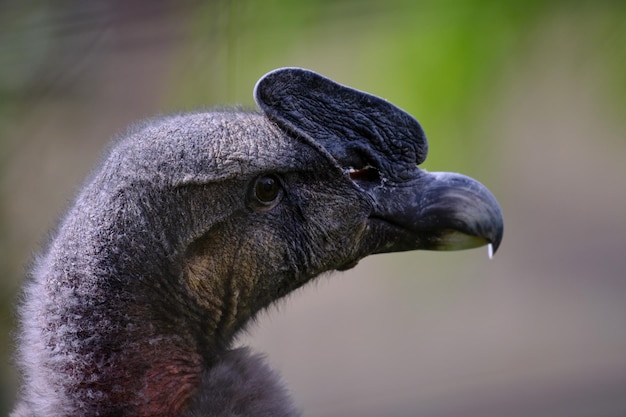 Andean Condor Vultur gryphus 머리와 부리의 인상적인 상세한 초상화