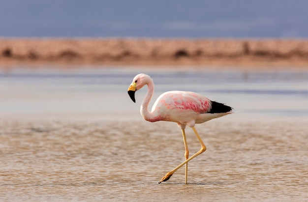 Андский фламинго на соленом озере Chaxa около San Pedro de Atacama, Чили. Южная Америка