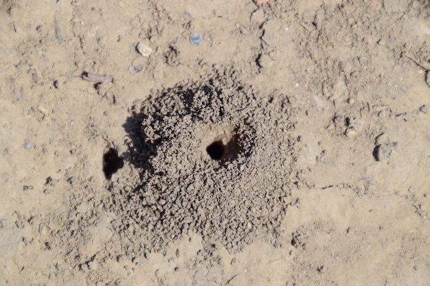 Andrena bee at the entrance to its nest