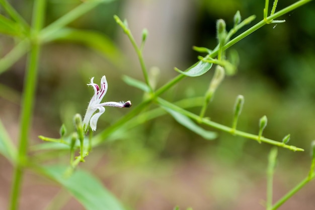 Andrographis paniculata de lokale Asia Herb-fabriek voor antivirusgeneesmiddelen