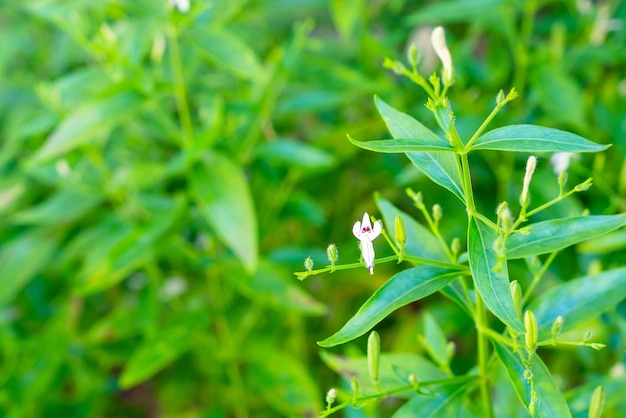 Andrographis paniculata 신선한 태국 약초 유기농 식물 잎과 꽃, 근접 촬영