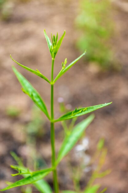 안드로그라피스 파니쿨라타(Andrographis paniculata) 바이러스 백신을 위한 지역 아시아 허브 식물