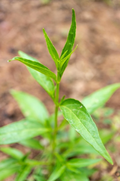 안드로그라피스 파니쿨라타(Andrographis paniculata) 바이러스 백신을 위한 지역 아시아 허브 식물