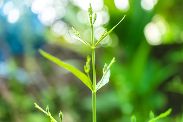 Andrographis paniculata the local Asia Herb plant for antivirus medicine