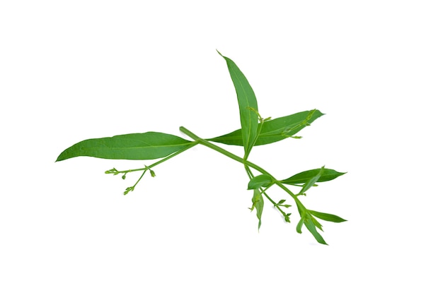 흰색 바탕에 Andrographis paniculata 식물