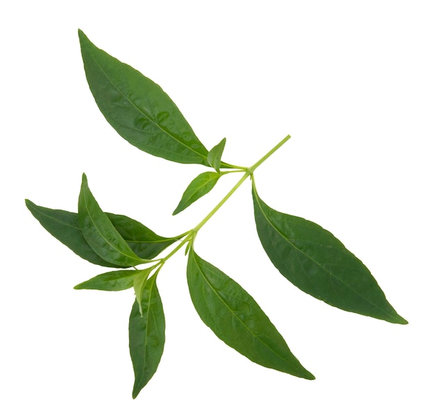 Andrographis paniculata plant on white background