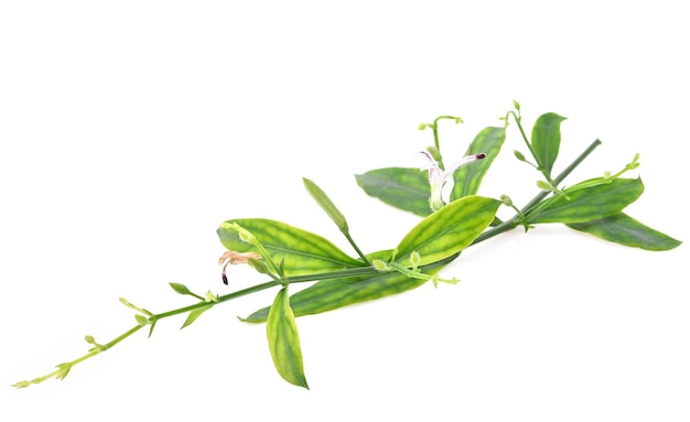 Andrographis paniculata on a white floor