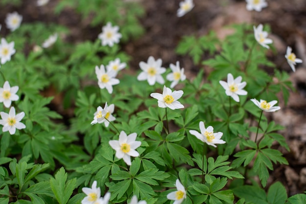 Anemone anemone in the garden in nature