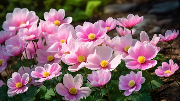 Anemone bloemen hoge kwaliteit beeld in de tuin