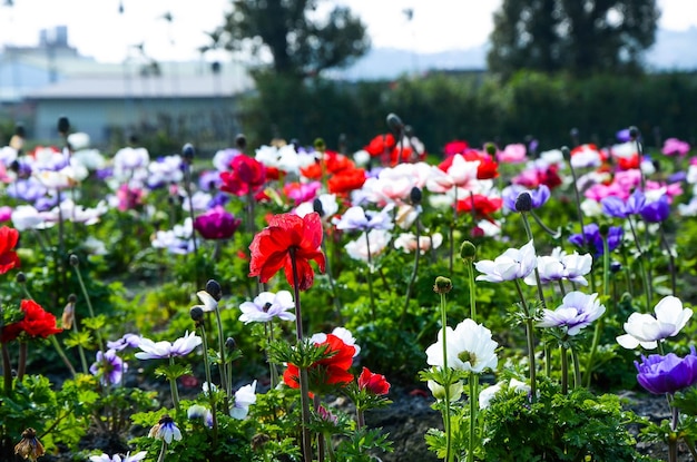 Anemone chinensis 양귀비 아네모네 윈드플라워