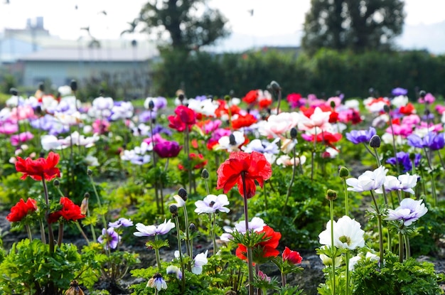 Anemone chinensis 양귀비 아네모네 윈드플라워