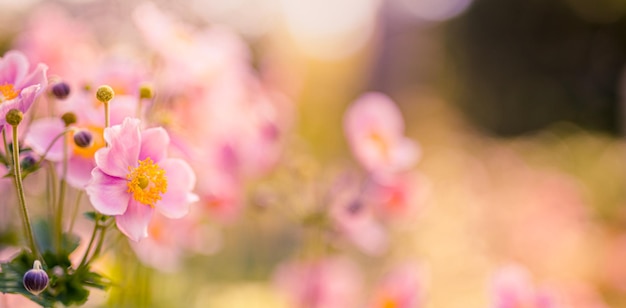 秋の日没時にアネモネの花。ロマンチックな花の庭のクローズ アップ、優しさの柔らかさの自然