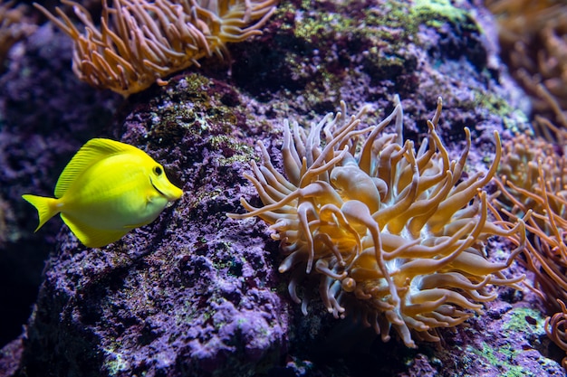 海の下のアネモネの花