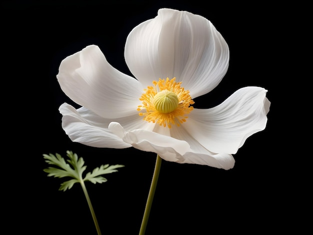 Anemone flower in studio background single anemone flower Beautiful flower ai generated image