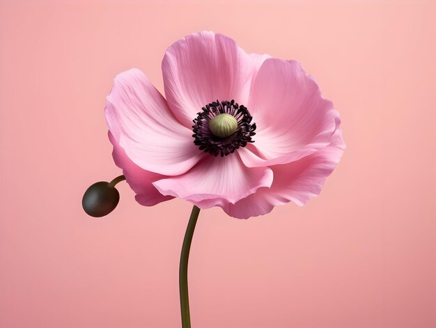 Anemone flower in studio background single anemone flower Beautiful flower ai generated image