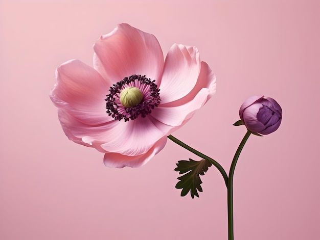 Цветок анемоны в фоновой студии одиночный цветок анемоне Красивый цветок ai сгенерированное изображение