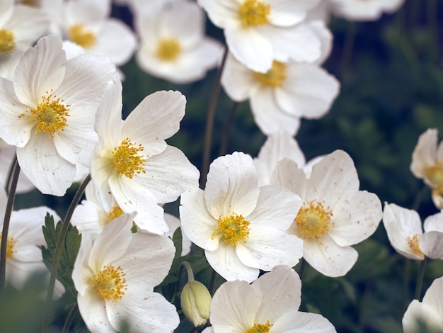 庭にアネモネの花。