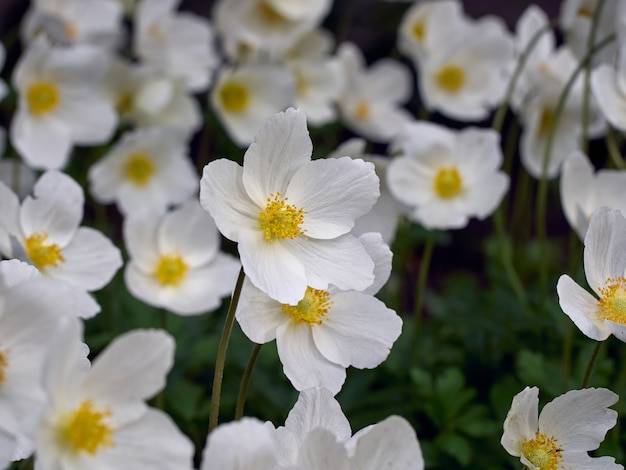 Anemone flowers in the spring garden.