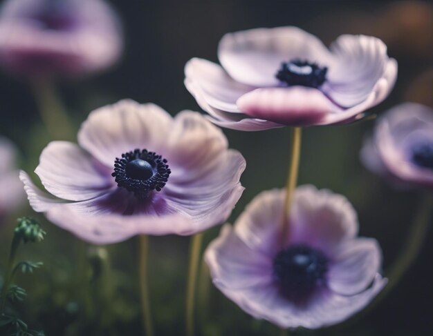 A anemone flowers