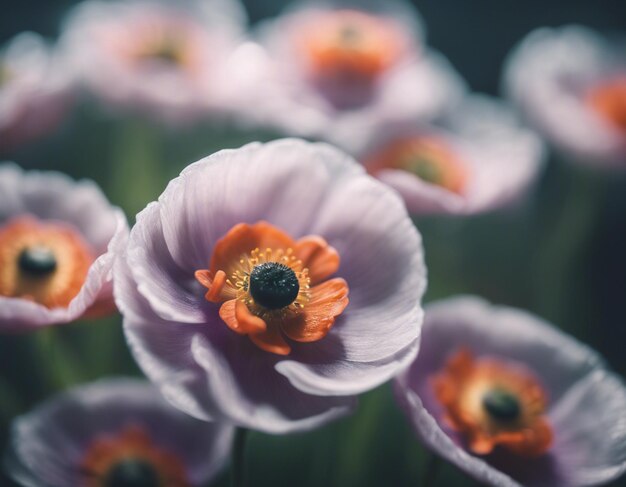 Photo a anemone flowers