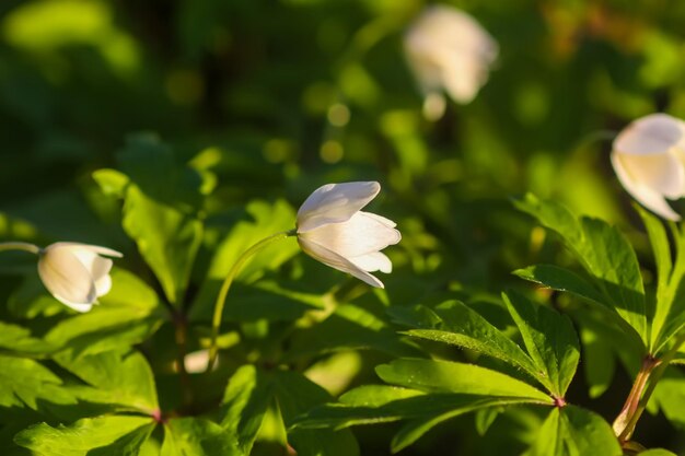 Anemone nemorosa in a wild spring forest Beautiful white wildflowers