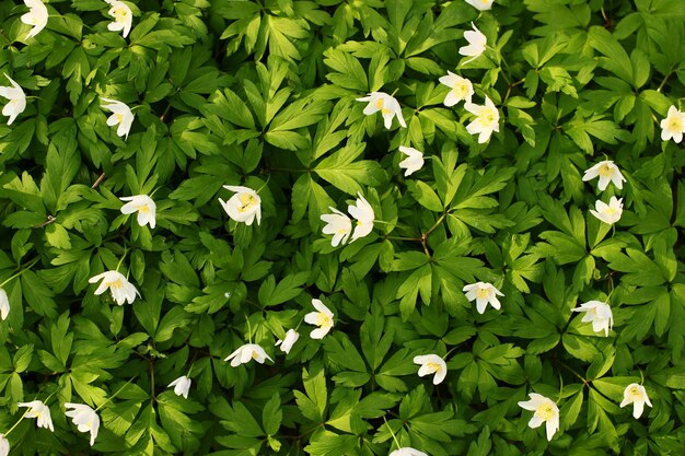 Anemone nemorosa witte lente bos bloem