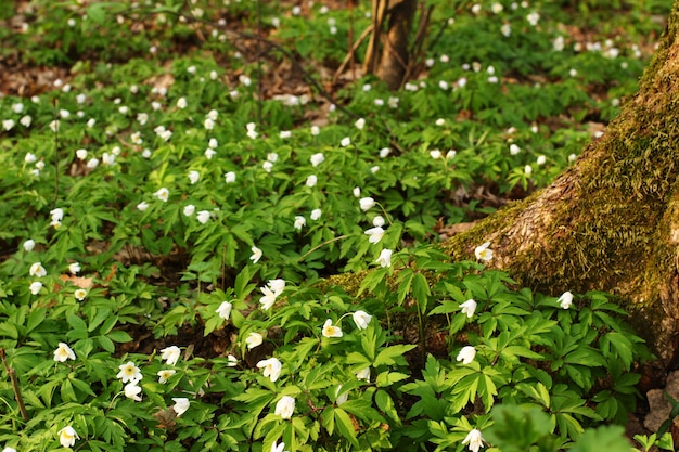 Anemone nemorosa witte lente bos bloem