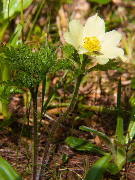 Anemone pulasatilla