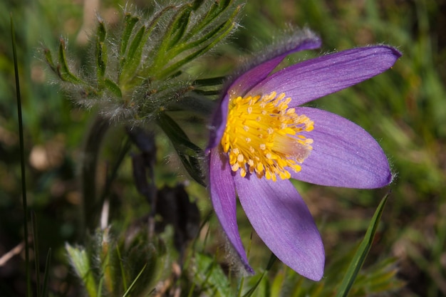 Anemone pulsatillagrausoncogneval van aostaitaly