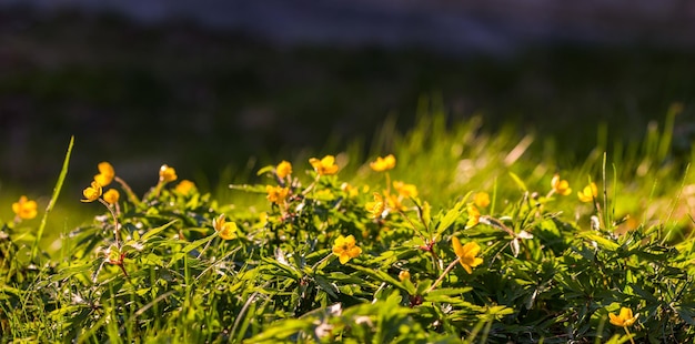 Anemone ranunculoides panoramic background